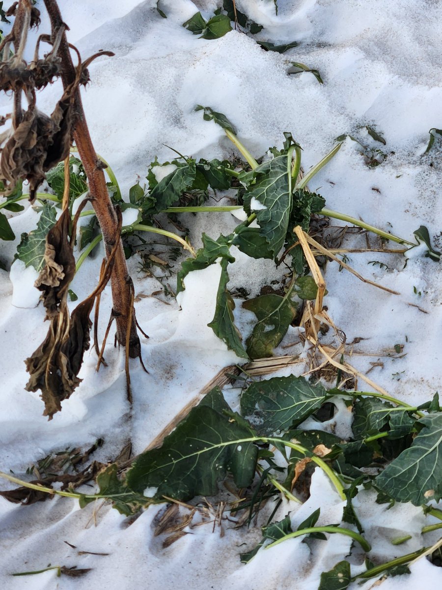 LarryCowing's tweet image. the kale in my cover crop mix can tolerate some cold temps