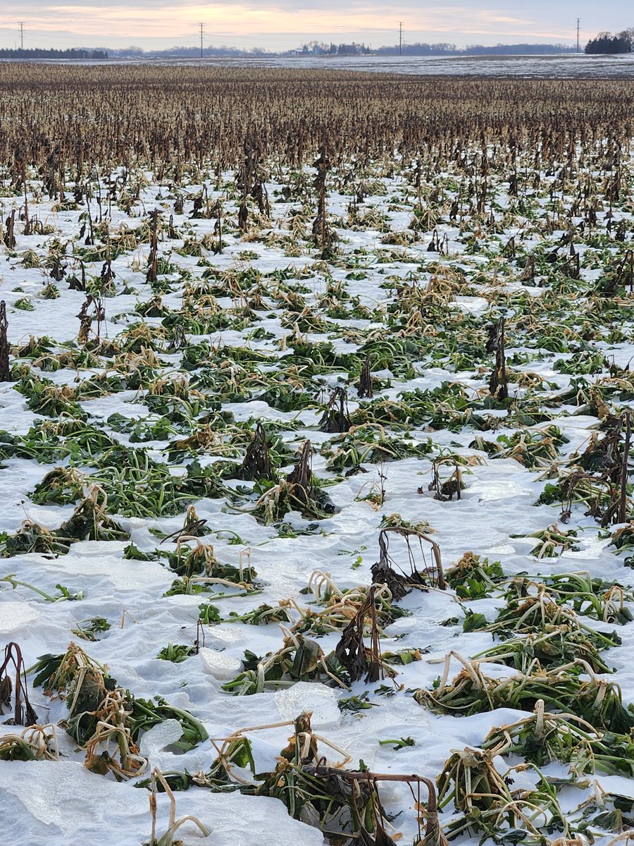 LarryCowing's tweet image. the kale in my cover crop mix can tolerate some cold temps