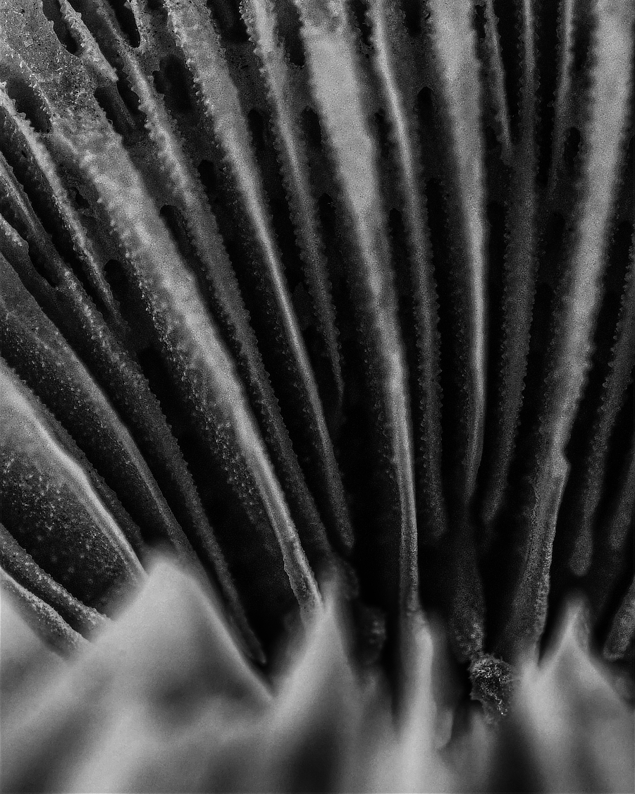 Yorvik_'s tweet photo. Extreme close up. Any guesses as to what this might be?
#macrophotography #blackandwhitephotography https://t.co/VwTxkIGjl6