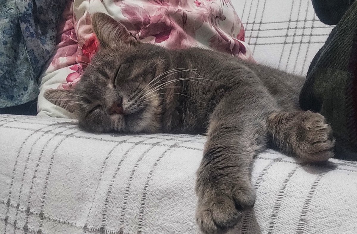 Voldemort'la tanışın ben kısaca Voldy diyorum. Partileri üzerimde uyuyakaldığı için yarım saattir kıpırdayamıyorum.