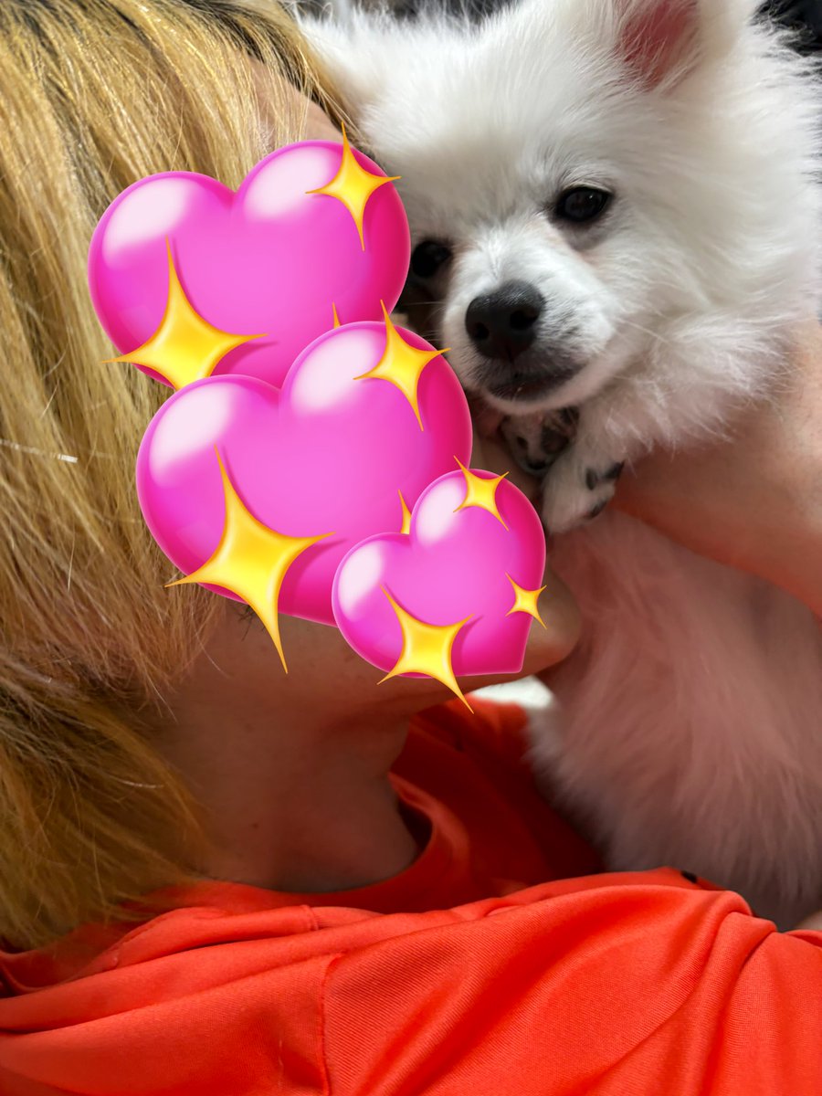 柴犬のぱん🍞とポメラニアンのしゃり🍣 (@pan04pan22) / Posts / X