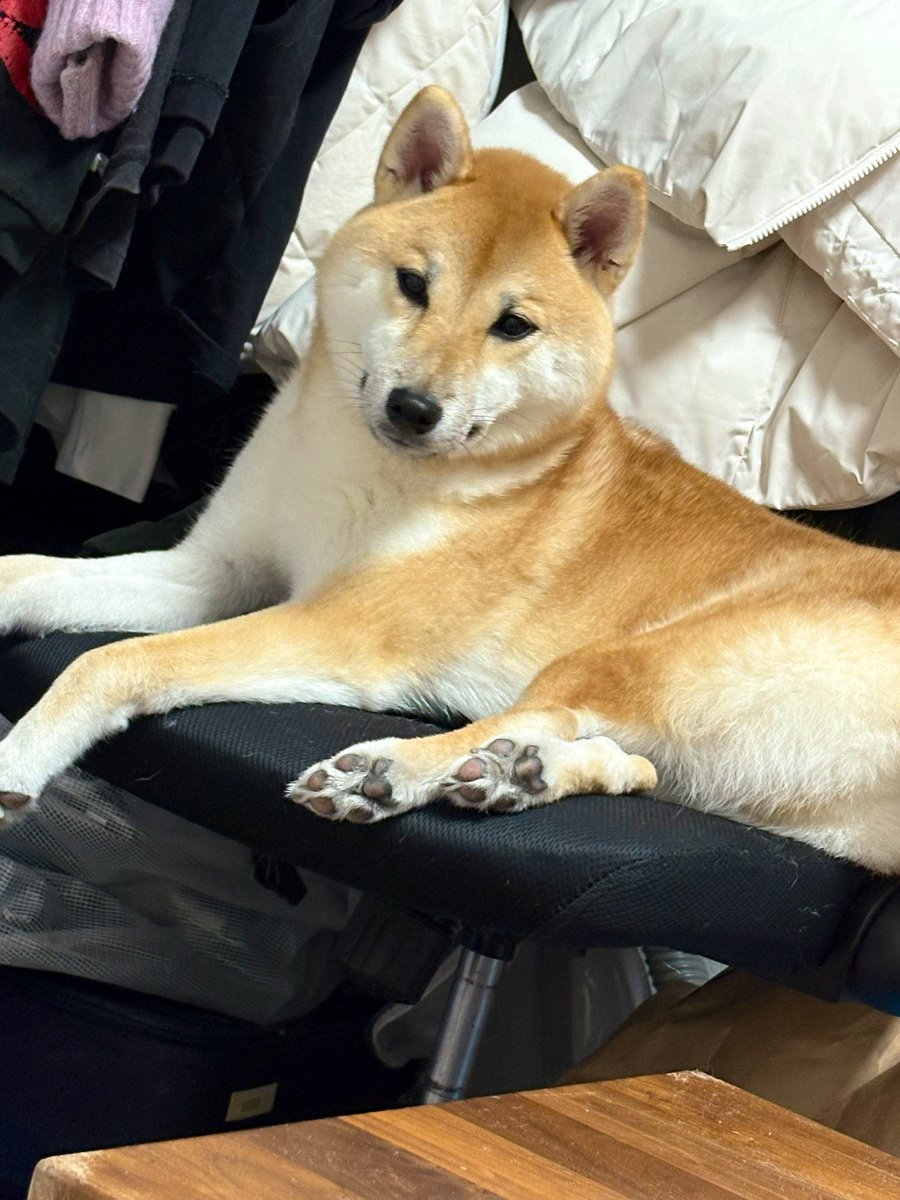 仲良し柴犬♡フライパン 柴犬のぱん🍞とポメラニアンのしゃり🍣 (@pan04pan22) / Posts / X