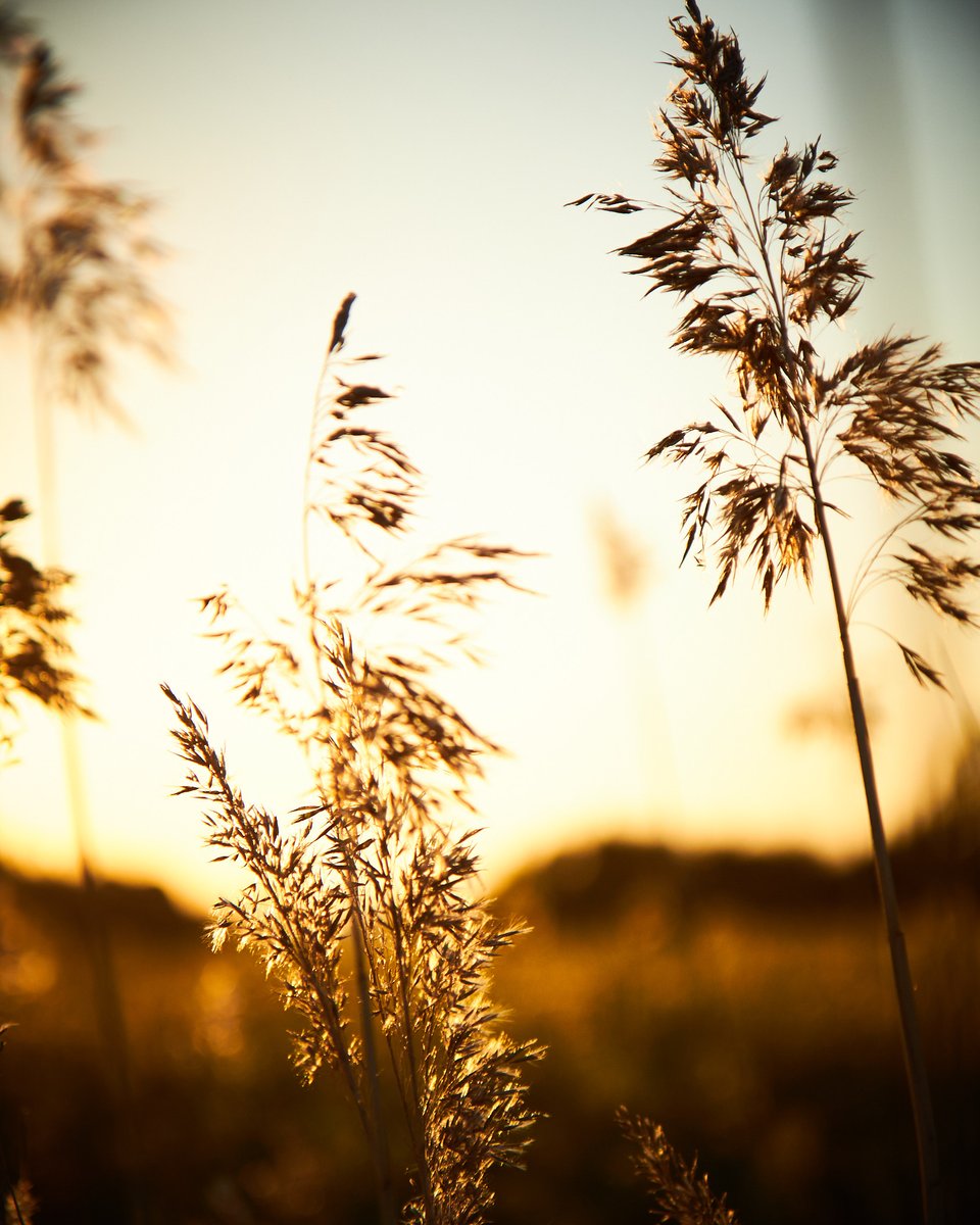 Cascable team member pick: “As we approach the shortest day here in the Northern hemisphere, I’m sharing some beautiful golden hour, low sun shots from late one Summer. So pretty!”

#Cascable #CascableApp #goldenhour #shortestday #lowsun #nature #naturephotography
