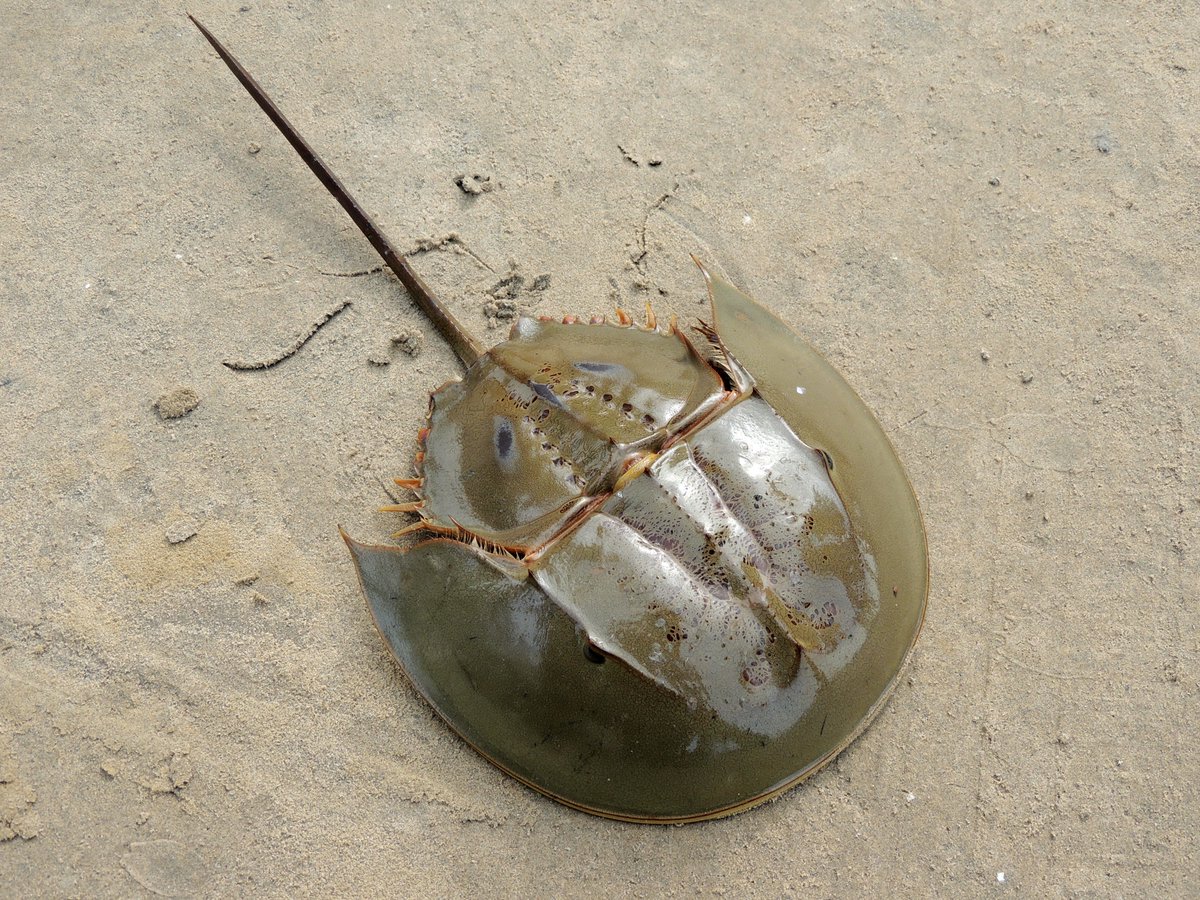 santabutcool11's tweet photo. Horseshoe Crabs are on the nice list! https://t.co/FrZaPwNJ6m