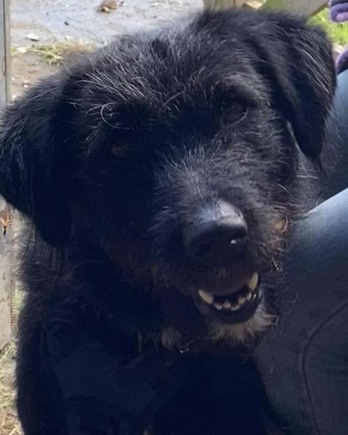 Hi my name’s Miro.
I’ve been waiting over three years behind bars watching other dogs find homes, wondering why no one ever chooses me. Every night I curl up, hoping that tomorrow will be the day my person finally comes. But so far no one has
1dogatatimerescue.org
#Yorkshire