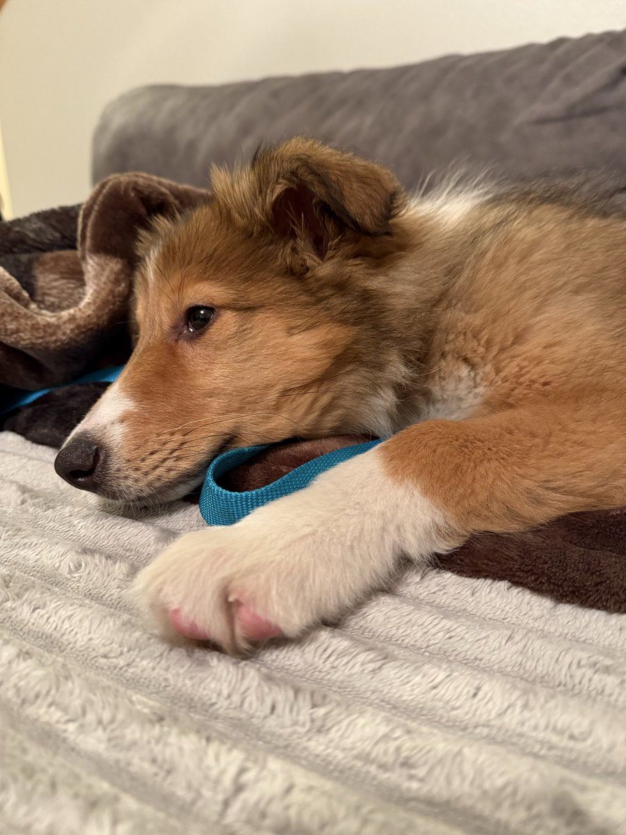 _JustHailey's tweet image. I’d like everyone to say hello to the newest member of the family: Bao!

Almost 3 months old, collie + Bernese mountain dog mix.