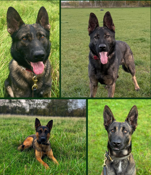 BCH Police Dogs tweet media