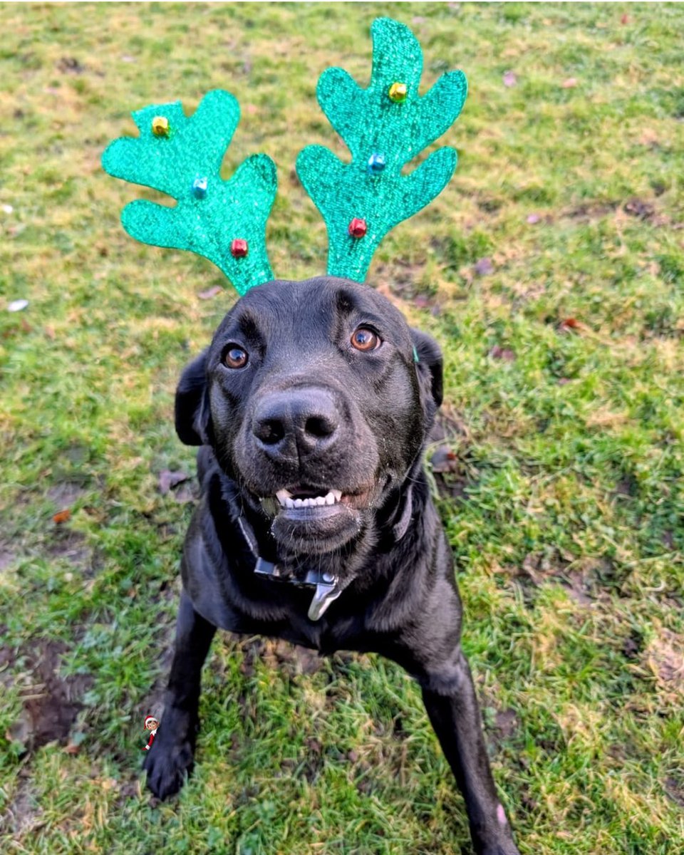 Cumbria Police Dog Section tweet media