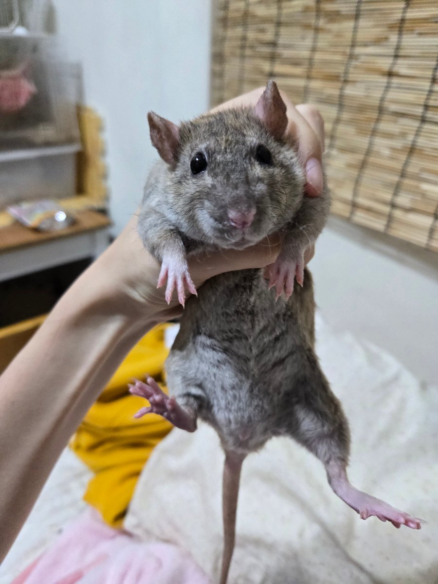 吉哇 (@chiwawa174) / Posts / X