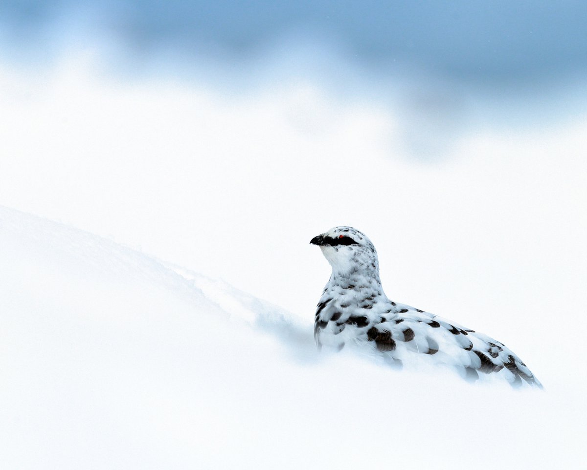 Rewilding Affric Highlands tweet media