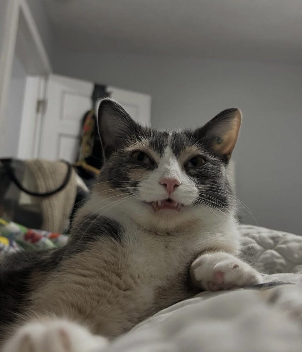 MEGGROLL tweet media