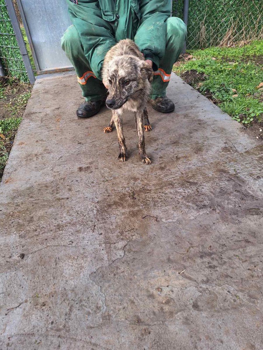 Ања Јевић: Спасили смо десет исцрпљених паса из прихватилишта у Бачкој Паланци! Упућујем отворен позив грађанима, удружењима и представницима свих политичких странака – без разлике – да истрајемо у заједничкој борби за напуштене псе и за достојанствене услове у свим азилима у