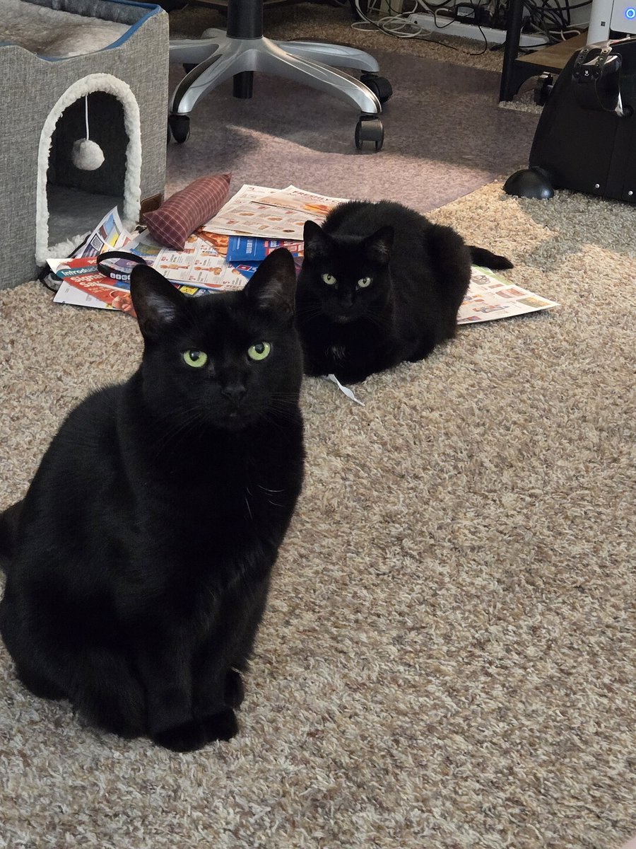 justanolderfan tweet media