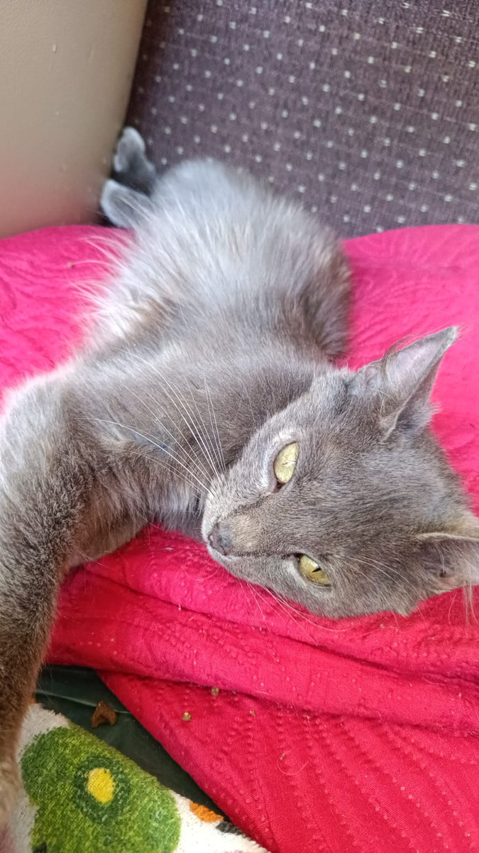 Servicio de utilidad pública Talca.

Este gatito llegó a mi casa y lamentablemente como ya tengo mascotas me resulta imposible cuidarlo. Debe tener 2-3 meses, es muy cariñoso y solo quiere amor, por eso busco a una persona responsable que pueda adoptarlo y quererlo.
Si alguien de