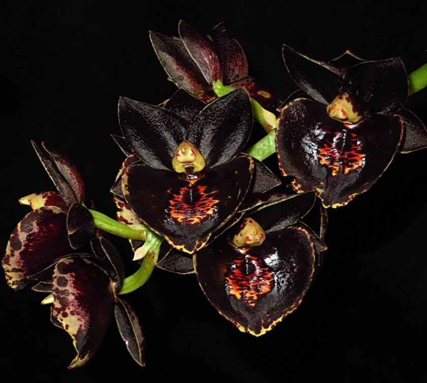 TheFlowerShow's tweet photo. What kind of orchid dares to look this dark and powerful?

Catamodes Double Dragon 🖤🐉 is an orchid that feels more like a myth than a flower.

Is it a flower, or a dragon in disguise guarding a secret garden? 🤣

📷Jason Chang https://t.co/L3iNCjDUwZ
