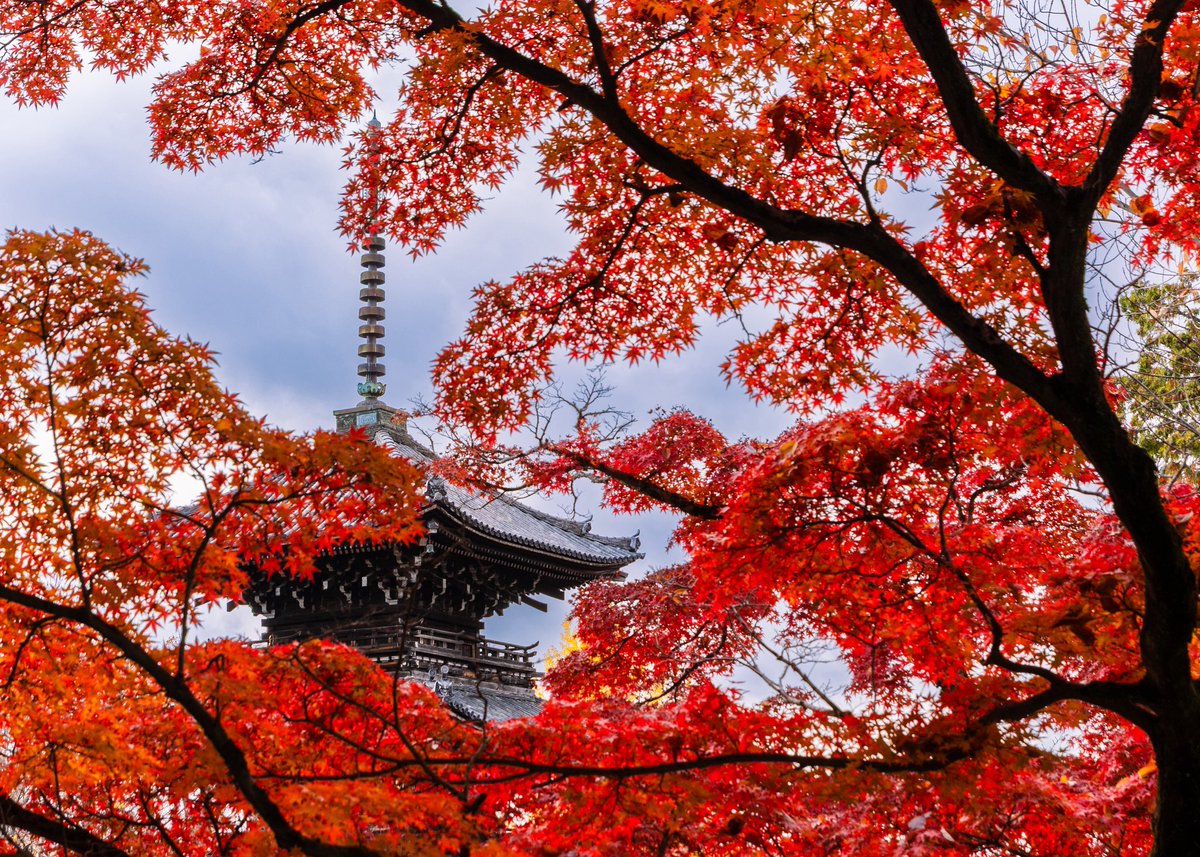 京都 真如堂
#写真好きな人と繫がりたい 
#写真撮ってる人と繫がりたい 
#京都好きな人と繋がりたい 
#京都 #京都の風景 
#京都の四季 #京都の秋
#京都よきかな
#京都の紅葉
