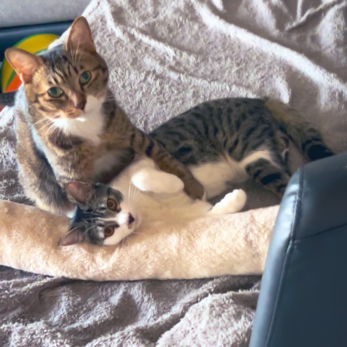 メイちゃんのことが大好きな マロンくん🐈💕 #猫 #猫好き #キジ白 #猫