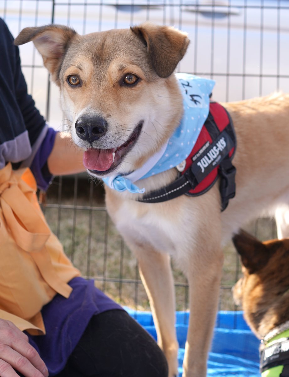 【#里親募集】「天真爛漫でイケメン「かステラくん」♂」」#東京都 #大田区 - 犬の里親募集(468241) :: ペットのおうち pet-home.jp/dogs/tokyo/pn4… #保護犬 #保護犬を家族に #雑種犬 #中型犬 #中型雑種犬 #犬 #栃木県