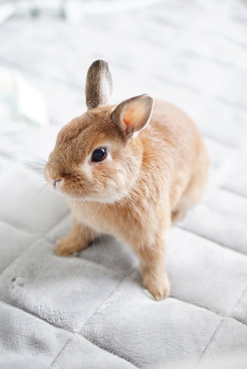 チビ太のママ様⋆͛*͛ ͙͛✧☽⋆゜オーダー品⋆͛*͛ ͙͛⋆͛ᐝ·̩͙ チビ太(CHIBITA🐰)のママ太 (@piccolocibi) / Posts / X