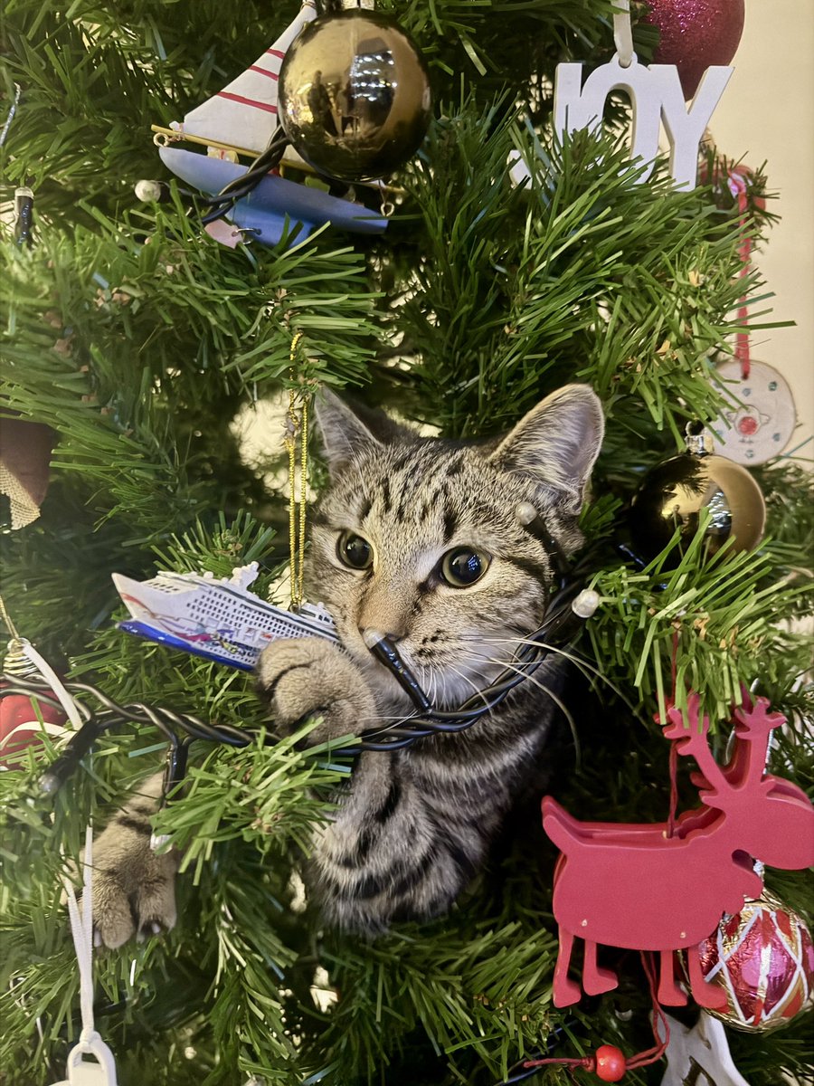 IPRealities's tweet image. Anyone else’s cat do this in their Christmas tree?
