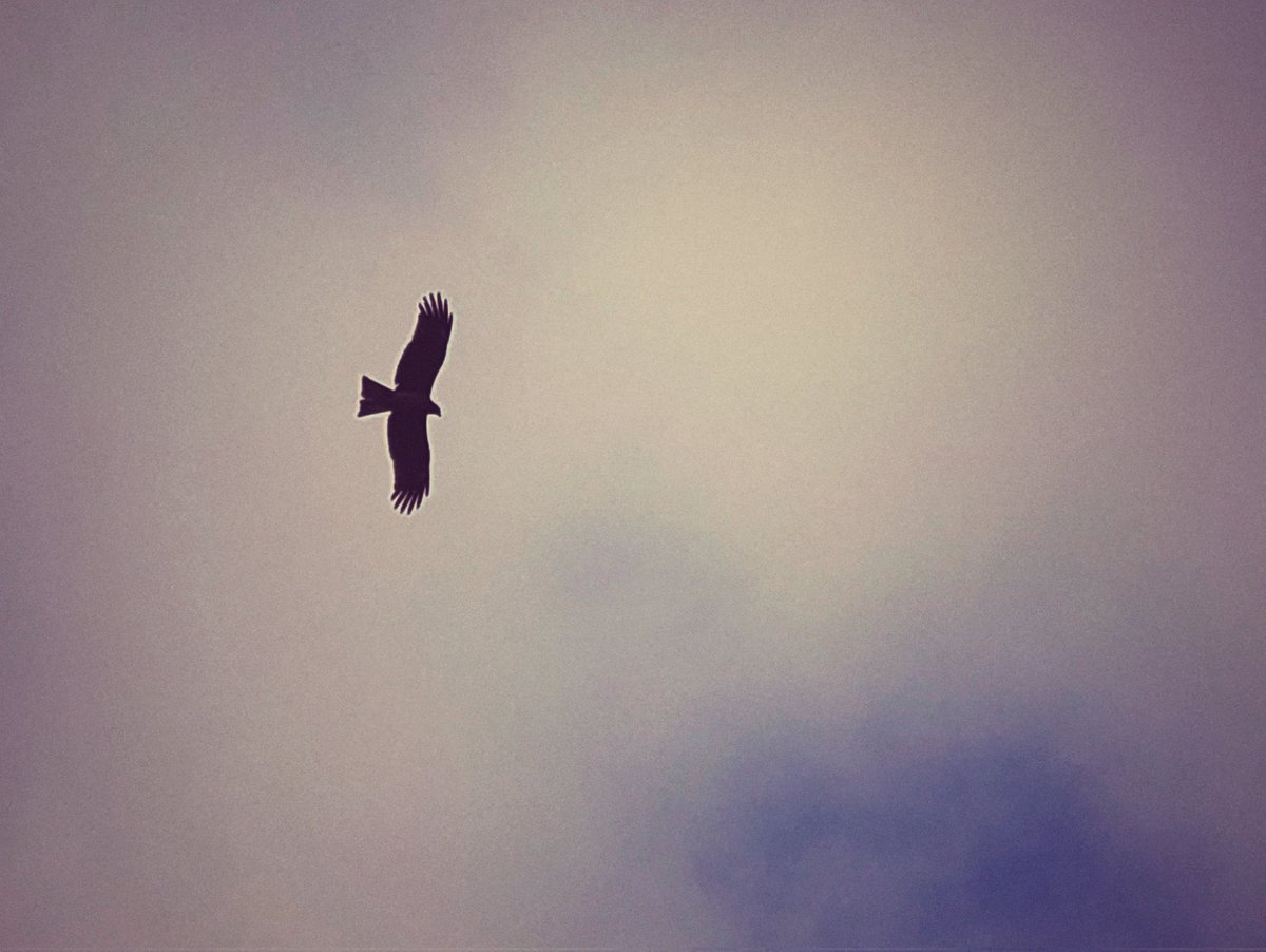 鳶
#streetphotography #xperia #xperiaproi #徳島 #スナップ写真