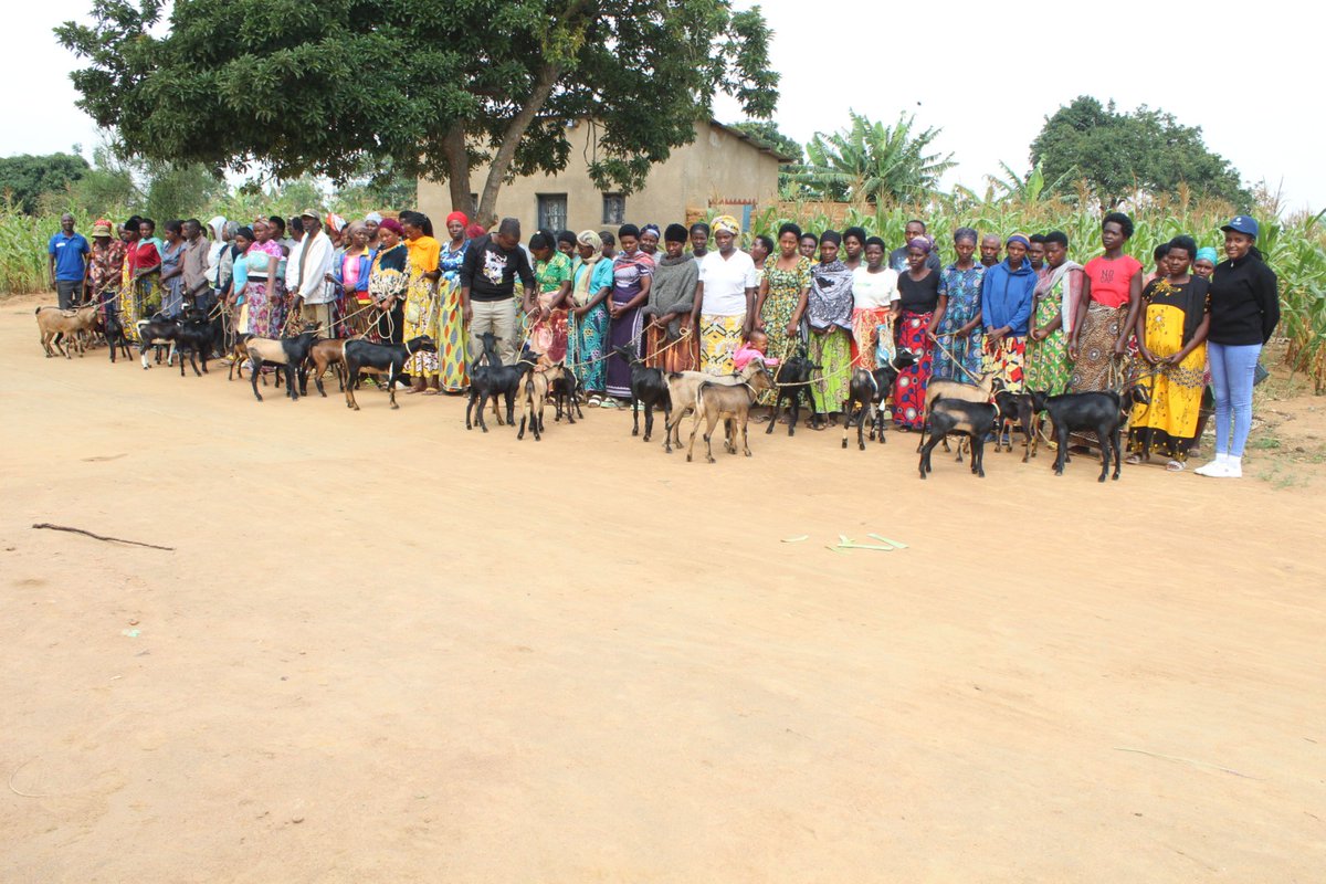 mbutajoe's tweet photo. Yesterday and today, we provided livestock to our farmers with the purpose of having access to organic manure and also for development @AnthonyEgeru @AnthonyEmaru @4PillarGiveback @peace_pdn https://t.co/Z2q7ilWwrP