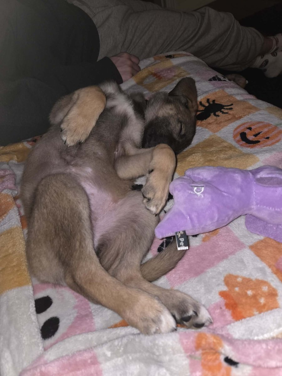 DT_Leeds's tweet image. Well it looks like little Velma has certainly found her #HappyPlace! 😍

This young lass left us last week and she's already settling well in her forever home. ❤

#RescueDog #Puppy #PuppyOfTheDay #PuppyLove #AdoptDontShop #Puppies #Leeds #GoodNews #FeelGood @DogsTrust