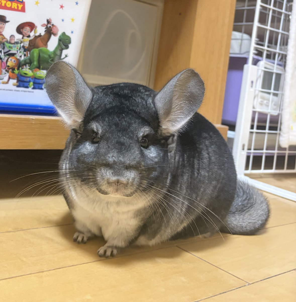 チンチラ コンフォート60チンチラスペシャル | Chilla's Shop