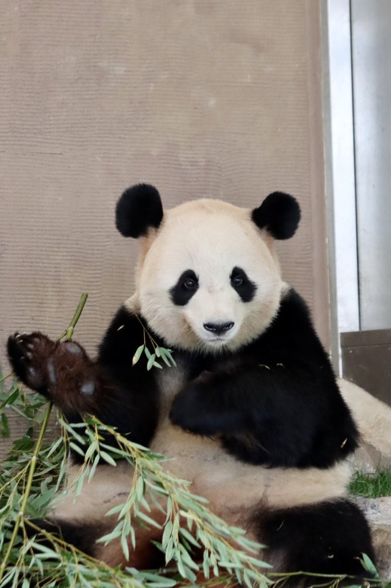 pandakopanda (@panda_kopannda_) / Posts / X