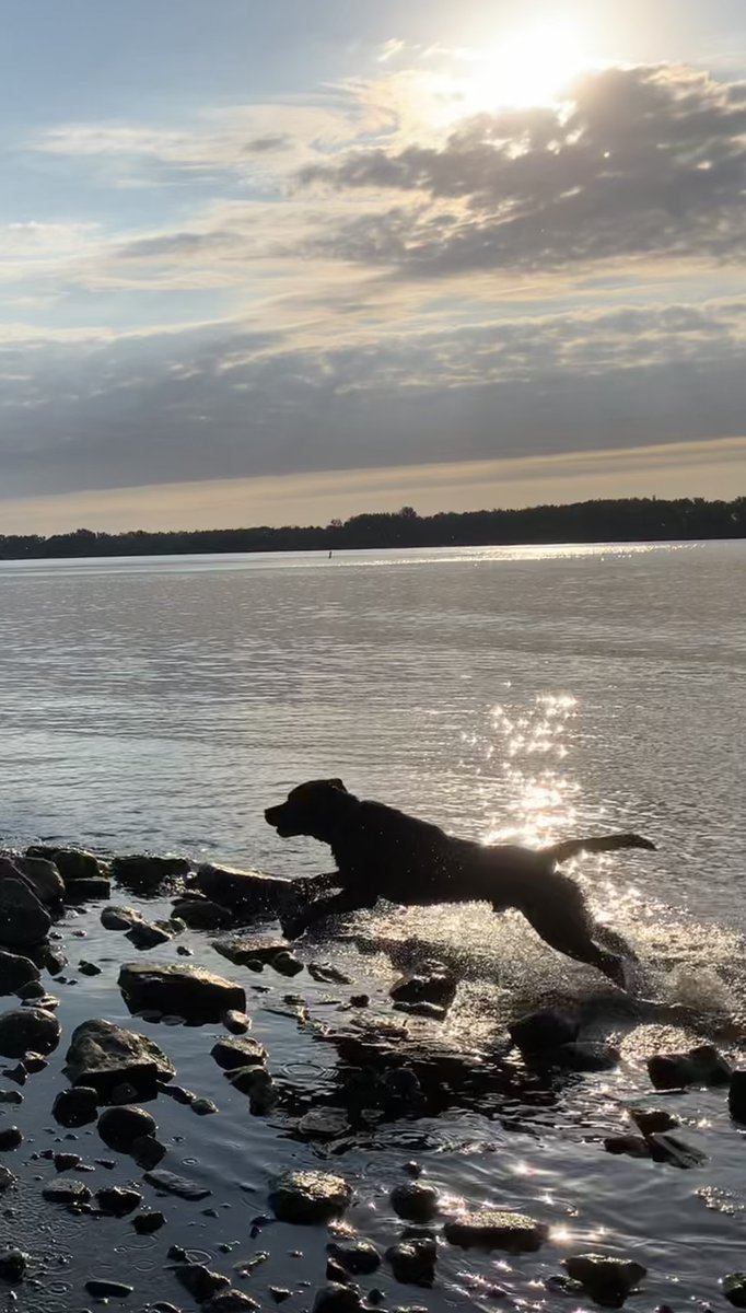 janetsomerville's tweet photo. Master Puck is 1-year-old today. #Dec19 #blacklab
How it started. How it's going. https://t.co/rW9q9sy2kx