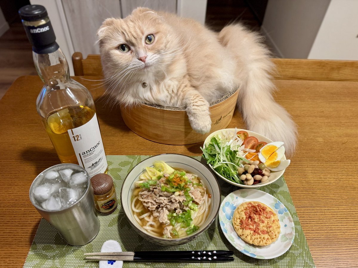 ndTu67XYaawnA2U's tweet photo. 肉うどんと猫達
Pork Udon &amp; Cats
#猫 #スコティッシュフォールド #肉うどん #アンノック #ハイボール 
#cat #scottishfold #porkudon #ancnoc #highball https://t.co/AalapSI91w