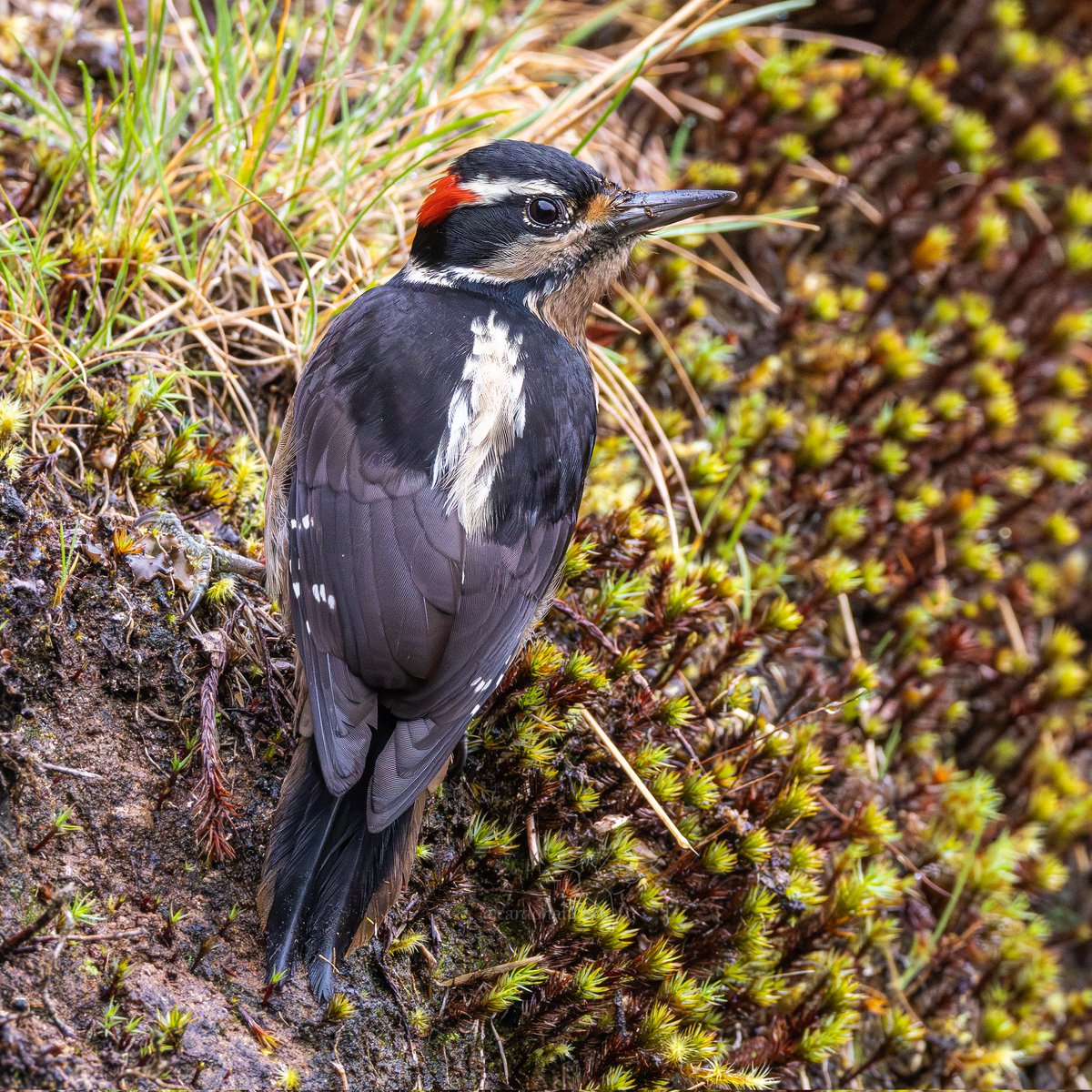 cuzy317's tweet image. Un Carpintero que le gusta buscar alimento en el piso, curiosidades de la naturaleza 

🇨🇷Carpintero serranero
🔬Leuconotopicus villosus
🇺🇲Hairy Woodpecker 

Feliz viernes para todos!

#NaturePhotography 
#bird
#Woodpecker