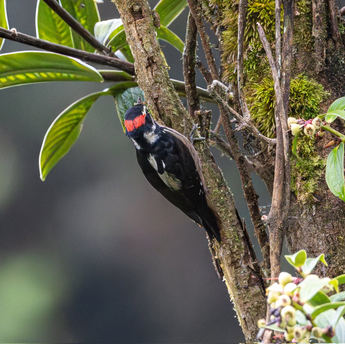 cuzy317's tweet image. Un Carpintero que le gusta buscar alimento en el piso, curiosidades de la naturaleza 

🇨🇷Carpintero serranero
🔬Leuconotopicus villosus
🇺🇲Hairy Woodpecker 

Feliz viernes para todos!

#NaturePhotography 
#bird
#Woodpecker