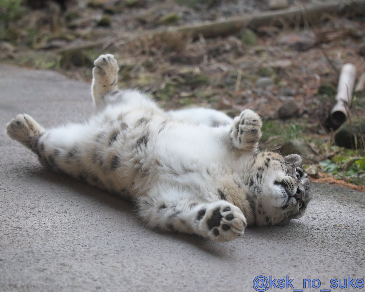 もふページです。 THE・もふもふ！ 📷2025.11/30 #円山動物園 #ユキヒョウ #ヒカリ