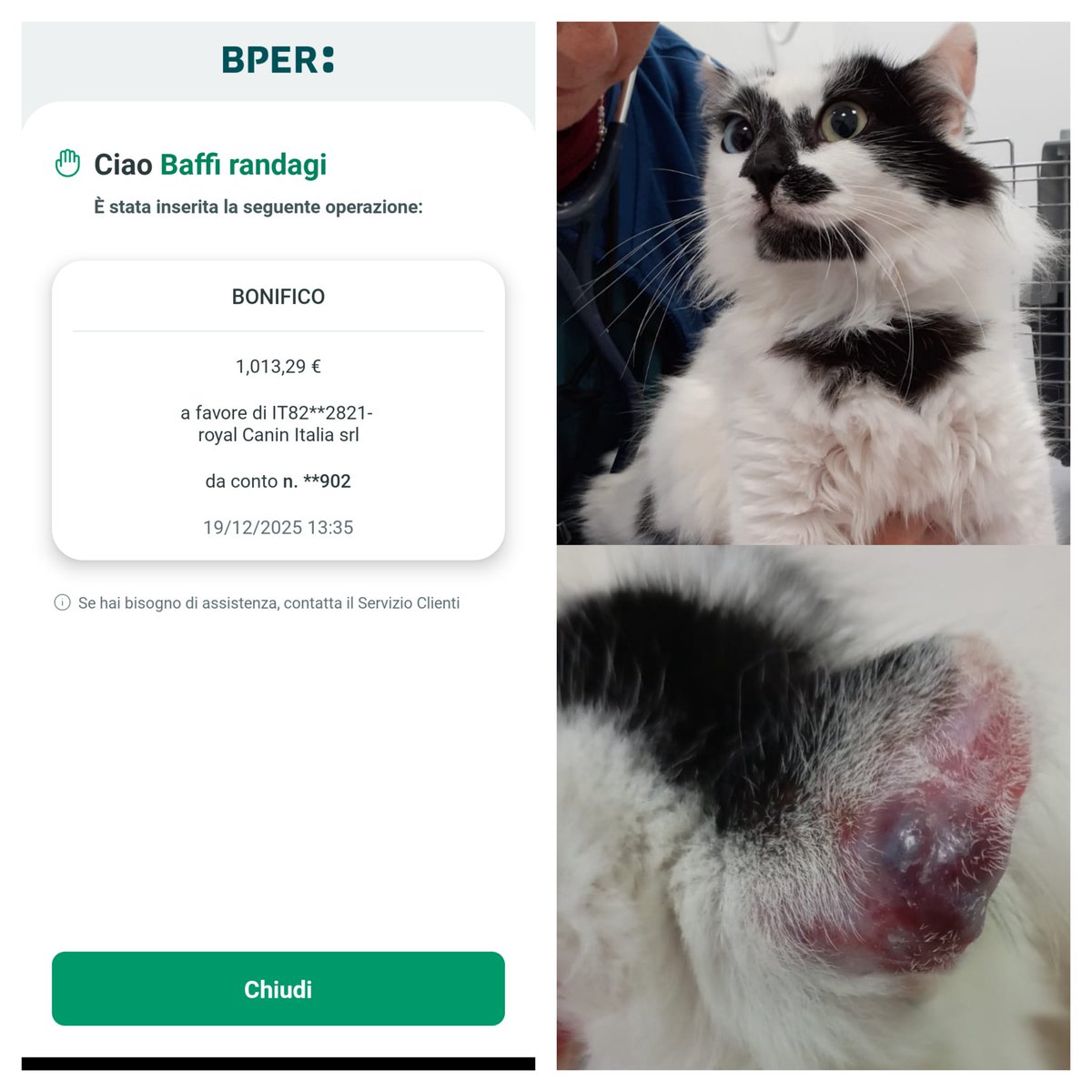 Sono arrivati i solleciti di pagamento e abbiamo saldato il debito Royal, non abbiamo più un euro ma questa micina và operata urgentemente. Help.
Ci date una zampa?
IT89Z0538781591000043031902  PAYPAL: donazioni@baffirandagi.com