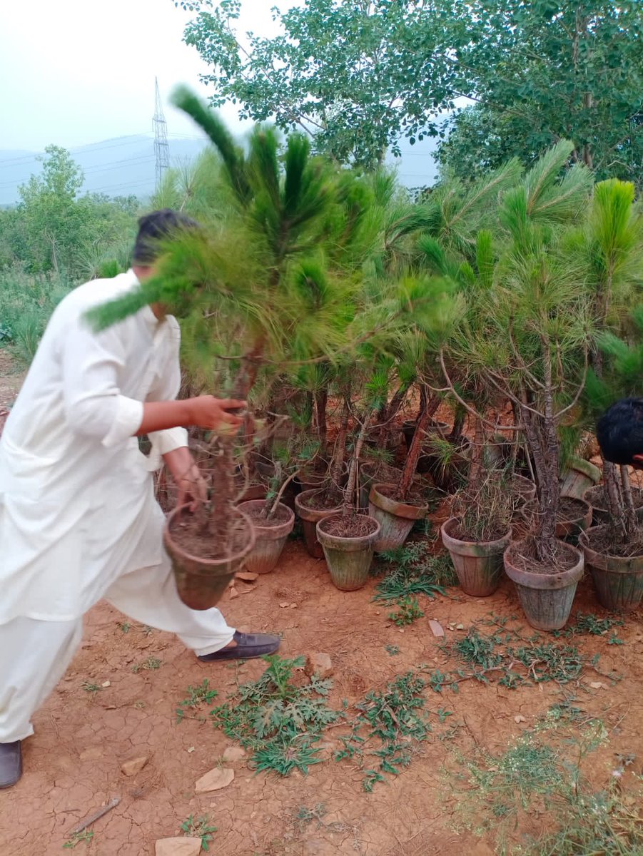 CDA officials at a tree plantation event
