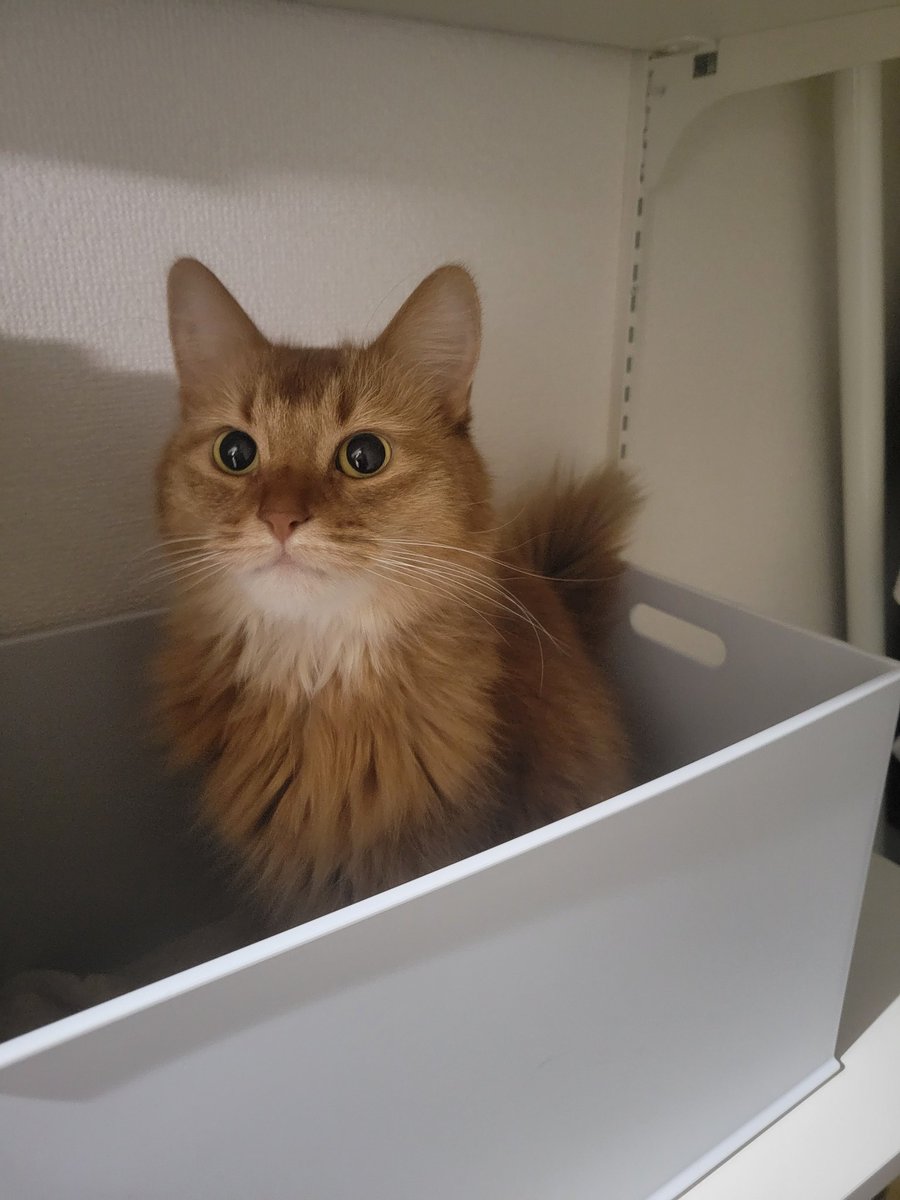 しぴこめᓚᘏᗢ (@chipie0826) / Posts / X