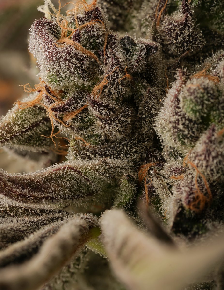 Watermelon Crush🍉📸
Flower grown by EV Cultivators <a href="/Jbrodyj71/">riggsby</a>