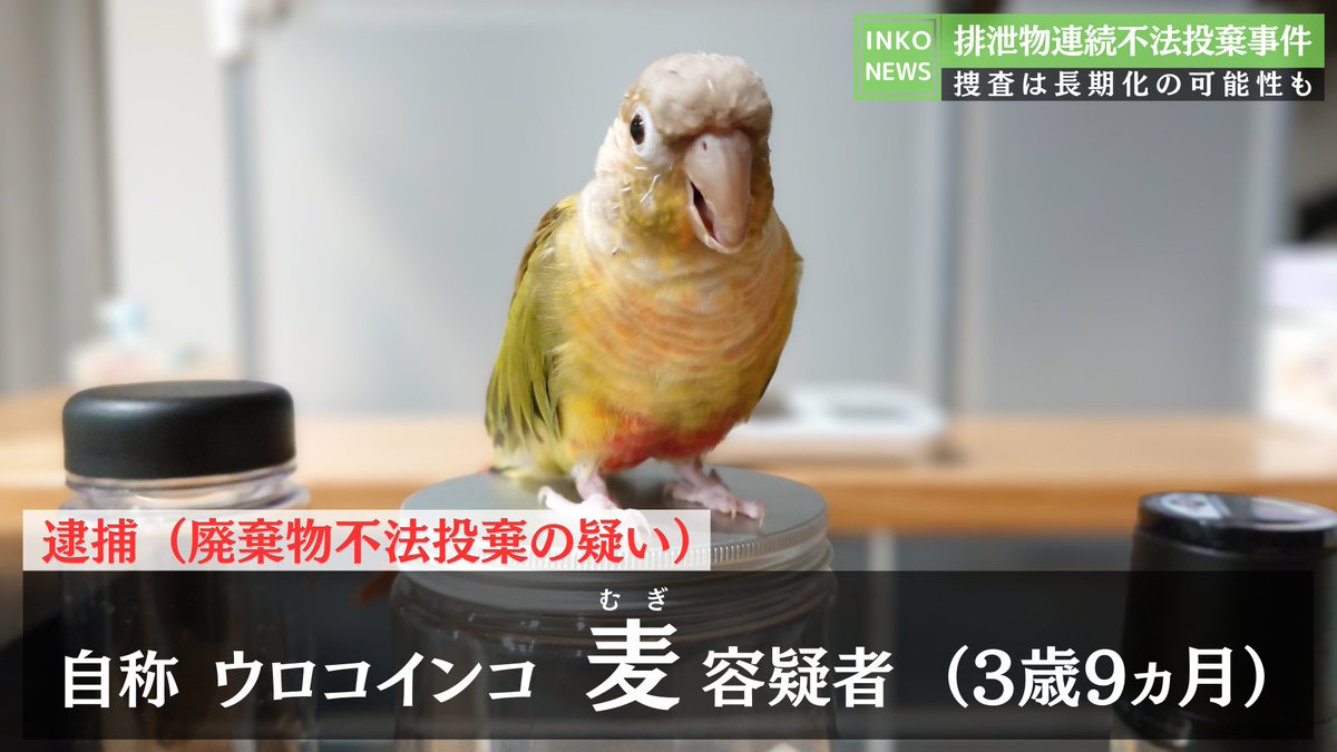 shirotan27's tweet image. 第９弾🚨インコニュースの時間です😊
x.com/shirotan27/sta…