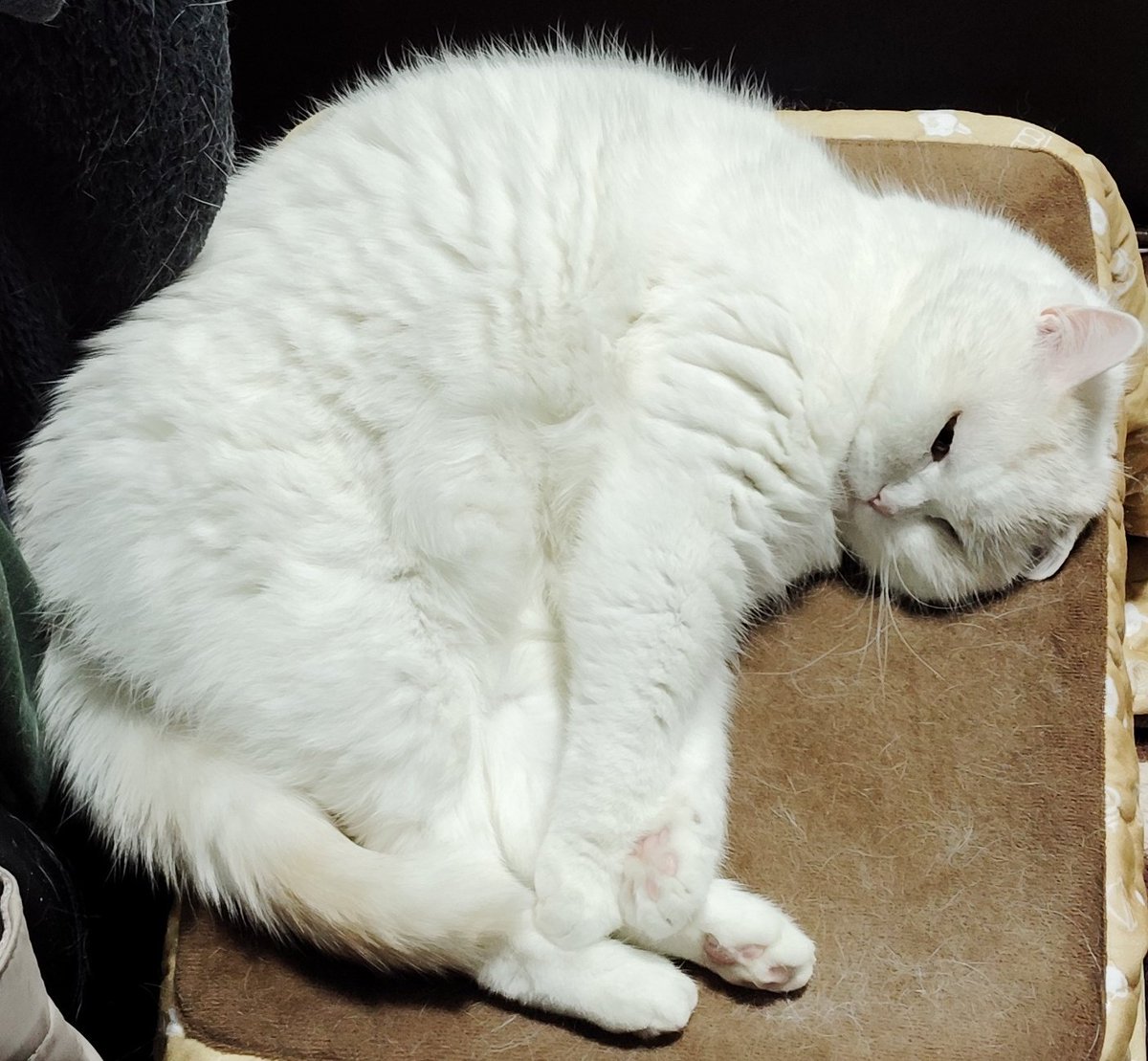 ふくちゃんページ 福ちゃん (@fukuchanwhite) on X