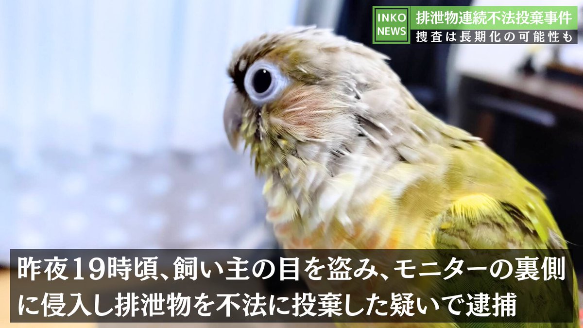 shirotan27's tweet image. 第９弾🚨インコニュースの時間です😊
x.com/shirotan27/sta…