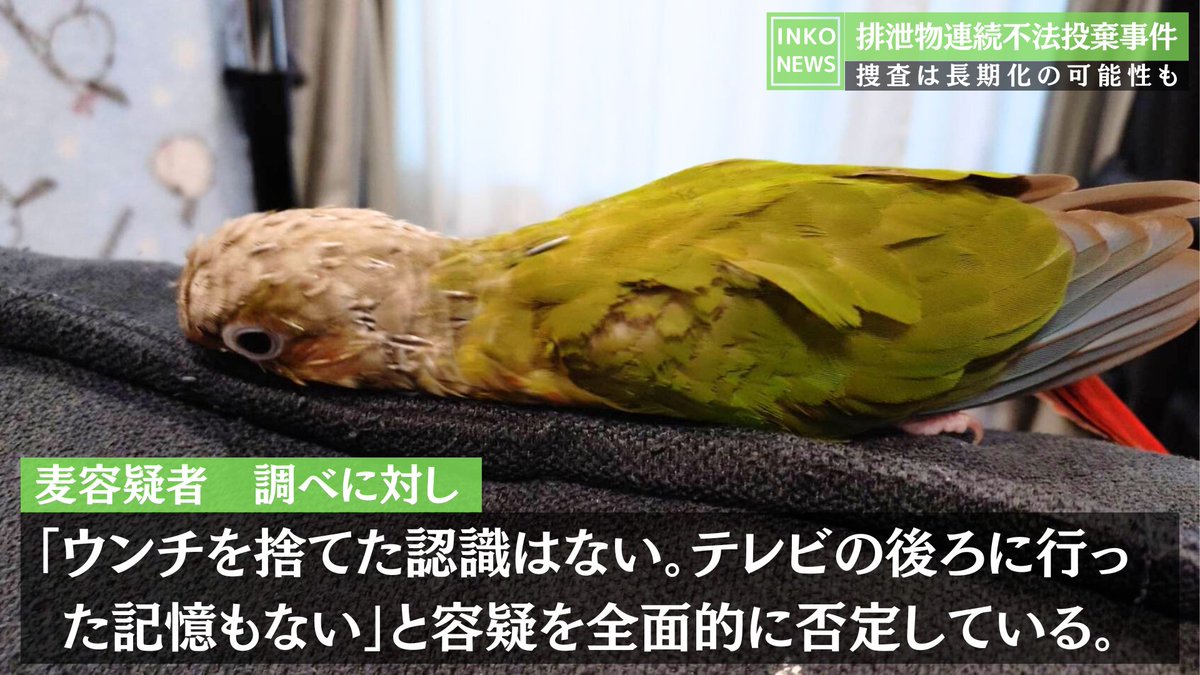 shirotan27's tweet image. 第９弾🚨インコニュースの時間です😊
x.com/shirotan27/sta…