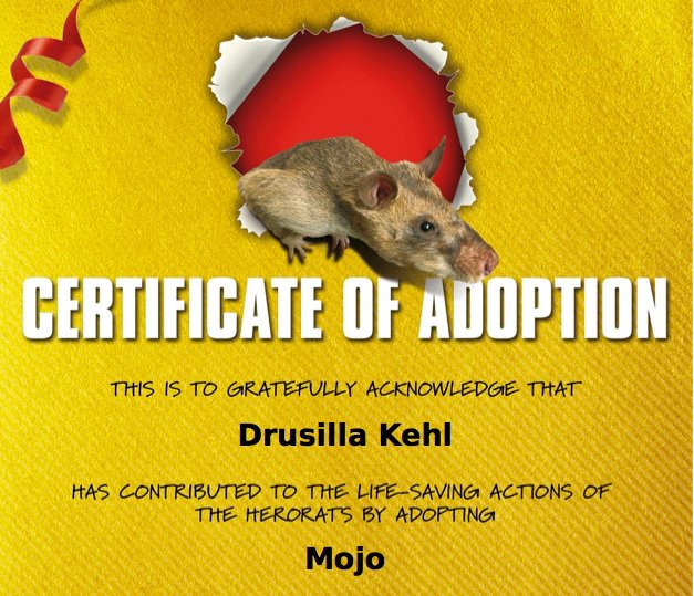 So I've been "adopting" HeroRats since 2011! My current boy is Ronin, Mojo was my first. Happy to support them. #APOPO #HeroRat