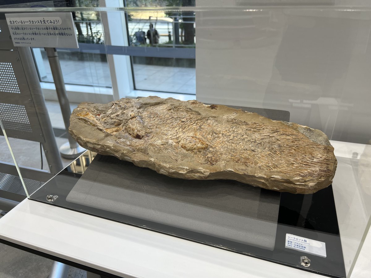 12月20日はシーラカンスの日❗️絶滅したとされていたシーラカンス