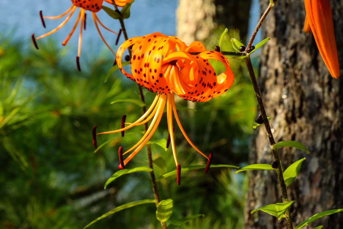 ButlerPhotos's tweet image. The Summer Solstice Sunday, June 21, 2026, 4:24 a.m. I'm ready for it and winter doesn't even start until Sunday, December 21, 2025, 10:03 a.m.
#solstice #winter #summer #nature #beauty 
youtube.com/watch?v=cqQmtj…