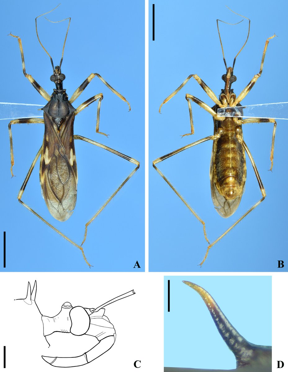 RevSociedad's tweet photo. #LiteratureNotice. Hélcio Gil-Santana. A new species of Zelurus Hahn, 1826 with entomological notes on Zelurus tenax (Bredding, 1901) (Hemiptera: Heteroptera: Reduviidae: Triatominae).
https://t.co/wHzrY7qS5v https://t.co/v3OldXuQJS