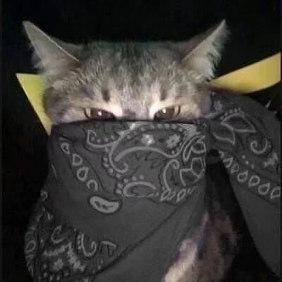 PunchingCat's tweet photo. https://t.co/Jdo6FIMskm