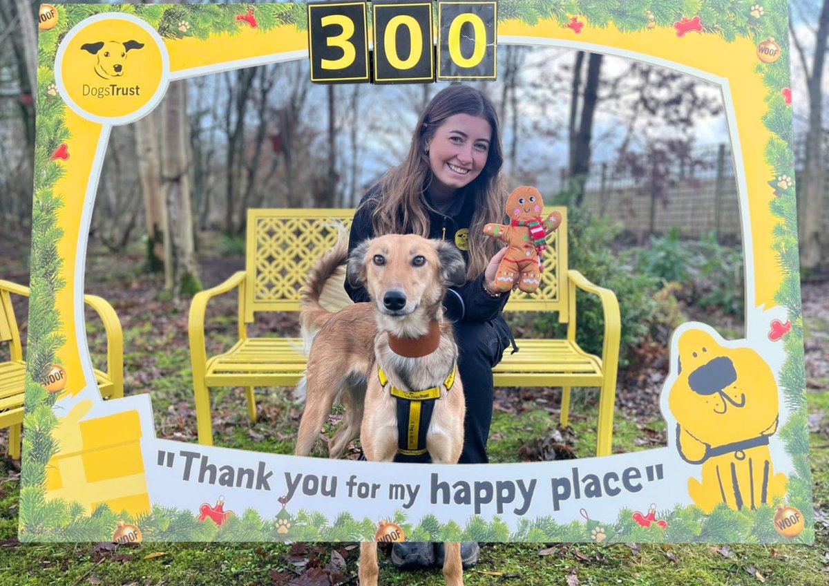 DT_WestCalder's tweet image. Lovely Latte Longlegs headed off to her #HappyPlace today as she got to make it official with her new pawrents! ❤️🏡Her adoption was extra special as she was officially our 300th dog to find their forever home in 2025💛 Latte stood proud with her big yellow bag and long legs and