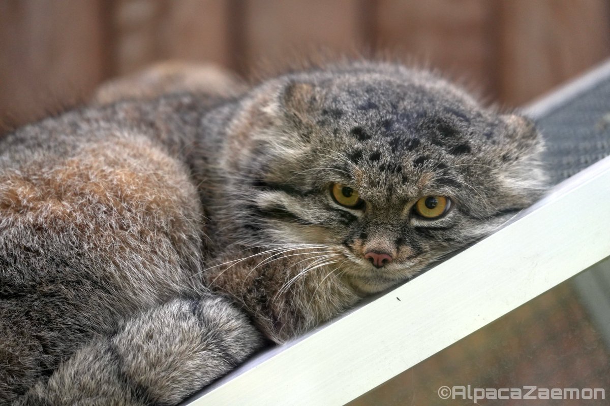 アルパカざえもん (@alpacazaemon) on Twitter photo 