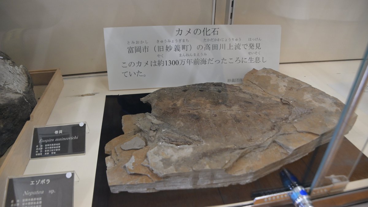 金曜日だから化石貼る #FossilFriday 下仁田自然史博物館より 富岡市産